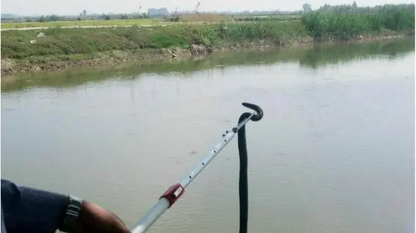 وحشت از مار سمی 1.5 متری در خانه یک بابلی + عکس 