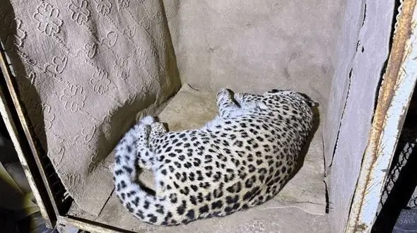 زنده‌گیری پلنگ در سمنان