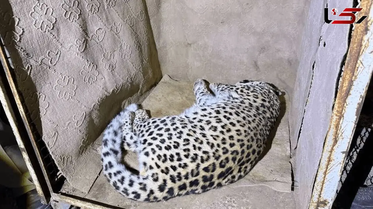 زنده‌گیری پلنگ در سمنان
