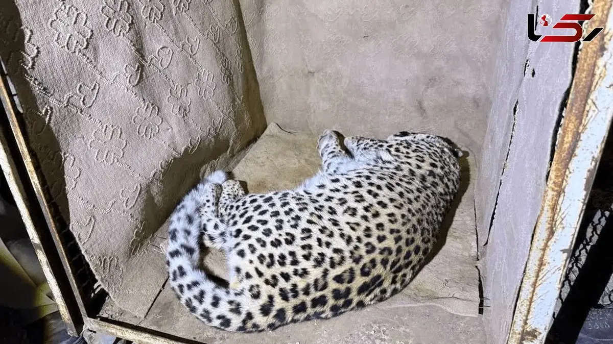 زنده‌گیری پلنگ در سمنان