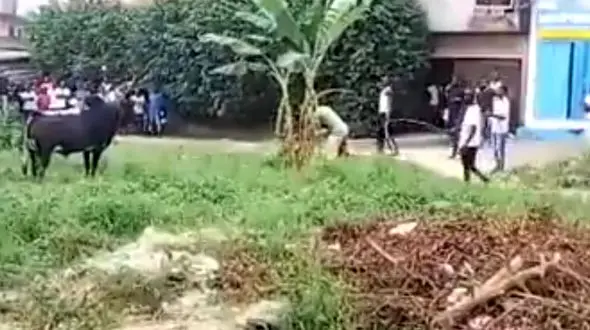 حمله وحشتناک گاو به مردم روستایی + فیلم