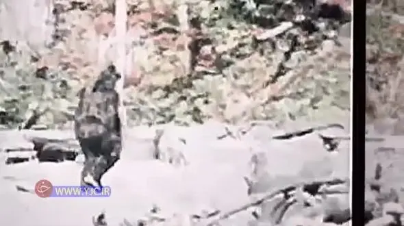 فیلمی عجیب از موجودی که شبیه انسان راه می رود
