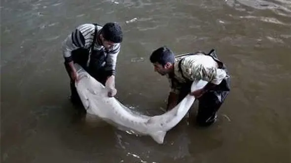 پرداخت تسهیلات کم بهره به پرورش دهندگان ماهیان خاویاری