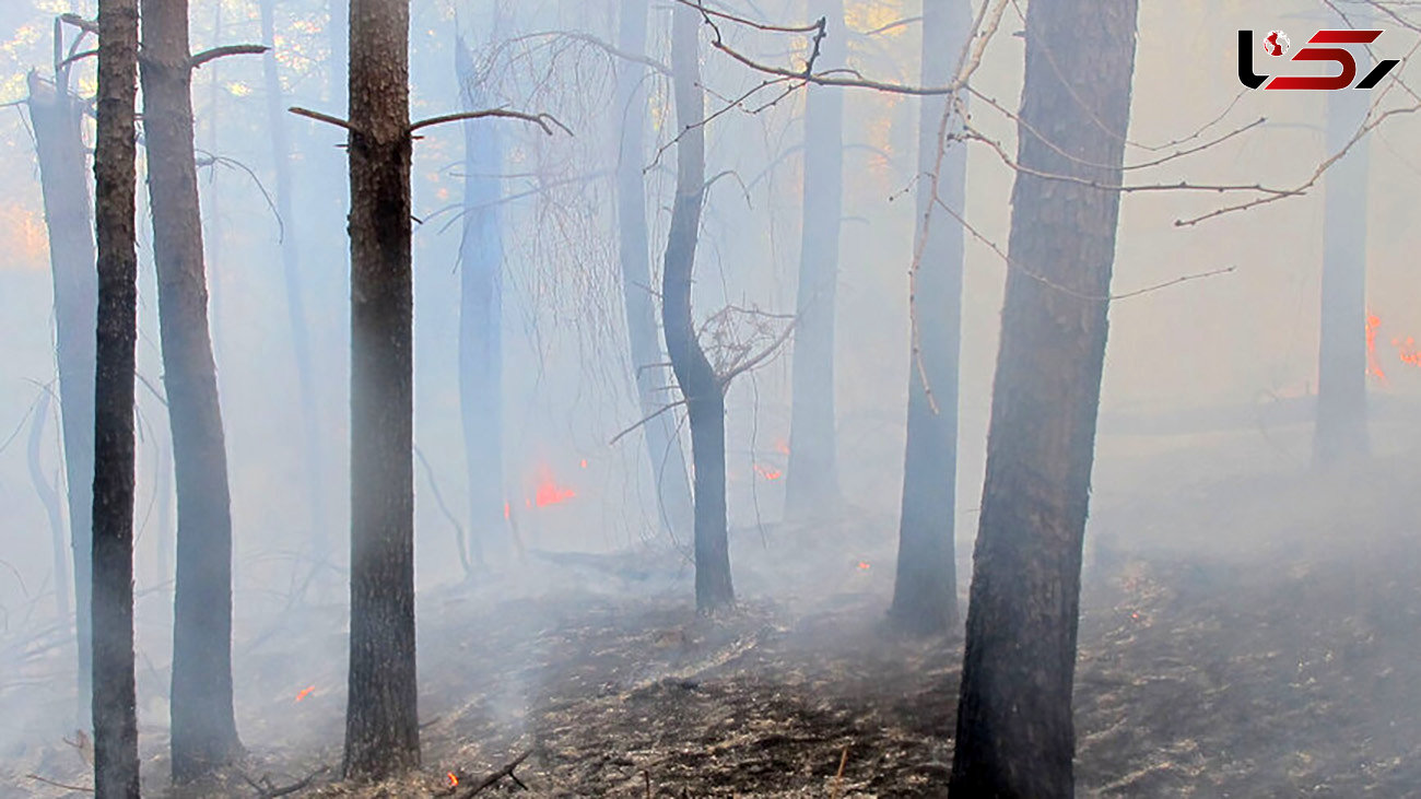 آتش‌سوزی اراضی جنگلی تالش مهار شد 