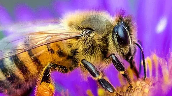 از همکاری شگفت انگیز زنبورها تا مهارت خیره‌کننده خرس گریزلی در صید ماهی