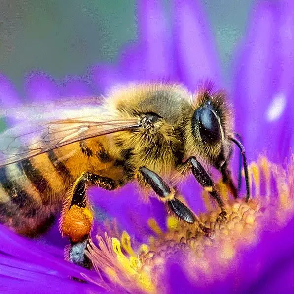 فیلم موج دفاعی مسحور کننده زنبوران عسل