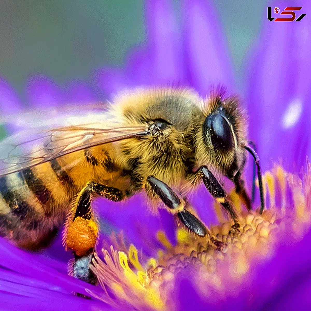 فیلم موج دفاعی مسحور کننده زنبوران عسل + فیلم 