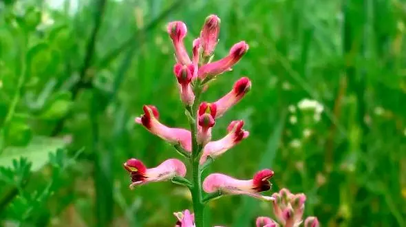 از شاتره فقط برای دمنوش استفاده می‌کنید؟ طرز تهیه و کاربردهای بیشتر آن!