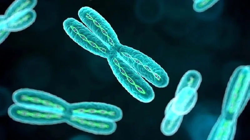 کروموزوم (4)