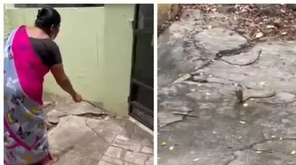 شجاعت این زن را در برخورد با مار کبرا ببینید+ فیلم