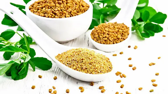 شنبلیله بهترین سبزی برای دیابت 