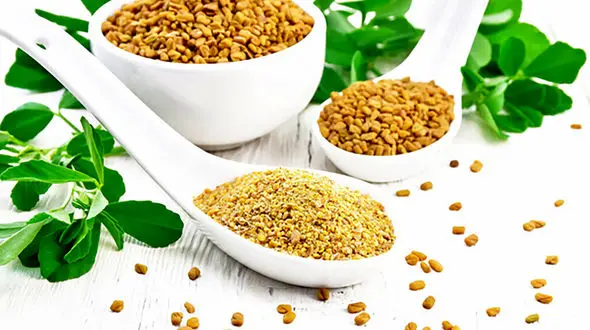 شنبلیله بهترین سبزی برای دیابت 