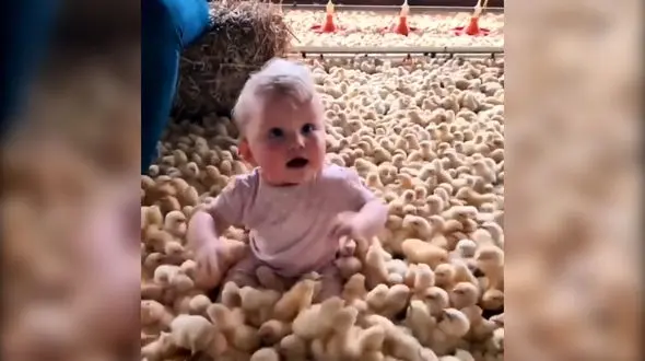 بچه ای که بین جوجه ها غرق شده! + فیلم