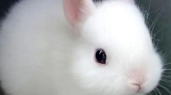 لحظه‌هایی از آرامش از ناز خرگوش تا سکوت میمون‌ ها