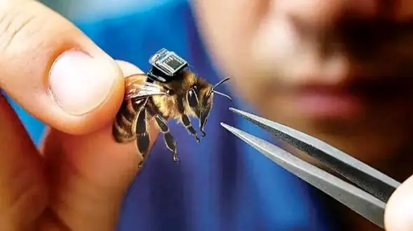 جستجوی بازماندگان زلزله و جنگ با زنبورهای سایبورگ چینی