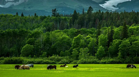 صدای دل انگیز در طبیعت بکر وسرسبز