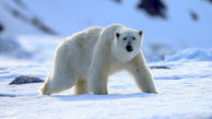 ببینید / شنای خرس قطبی در یخبندان + فیلم 