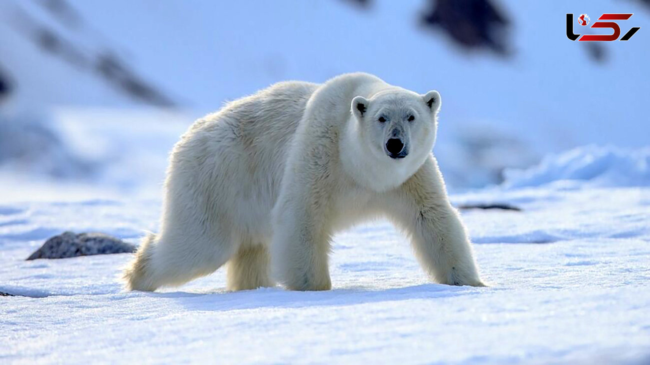 ببینید / شنای خرس قطبی در یخبندان + فیلم 