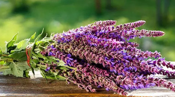 مریم گلی چیست؟ + خواص درمانی مریم گلی و پاسخ به 13 سوال کاربران رکنا