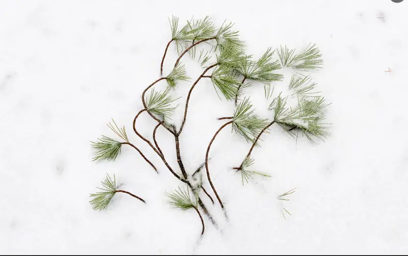 شاخه‌های کاج پوشیده از برف