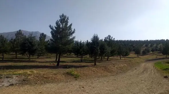 جلوگیری از نابودی 650 درخت توسط منابع طبیعی تهران / بیانی: شهرداری جانمایی جدیدی برای ایستگاه متروی پردیس انجام دهد