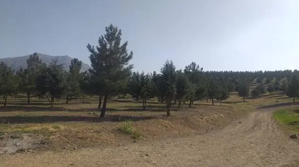جلوگیری از نابودی 650 درخت توسط منابع طبیعی تهران / بیانی: شهرداری جانمایی جدیدی برای ایستگاه متروی پردیس انجام دهد