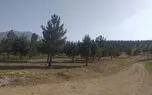 جلوگیری از نابودی 650 درخت توسط منابع طبیعی تهران / بیانی: شهرداری جانمایی جدیدی برای ایستگاه متروی پردیس انجام دهد