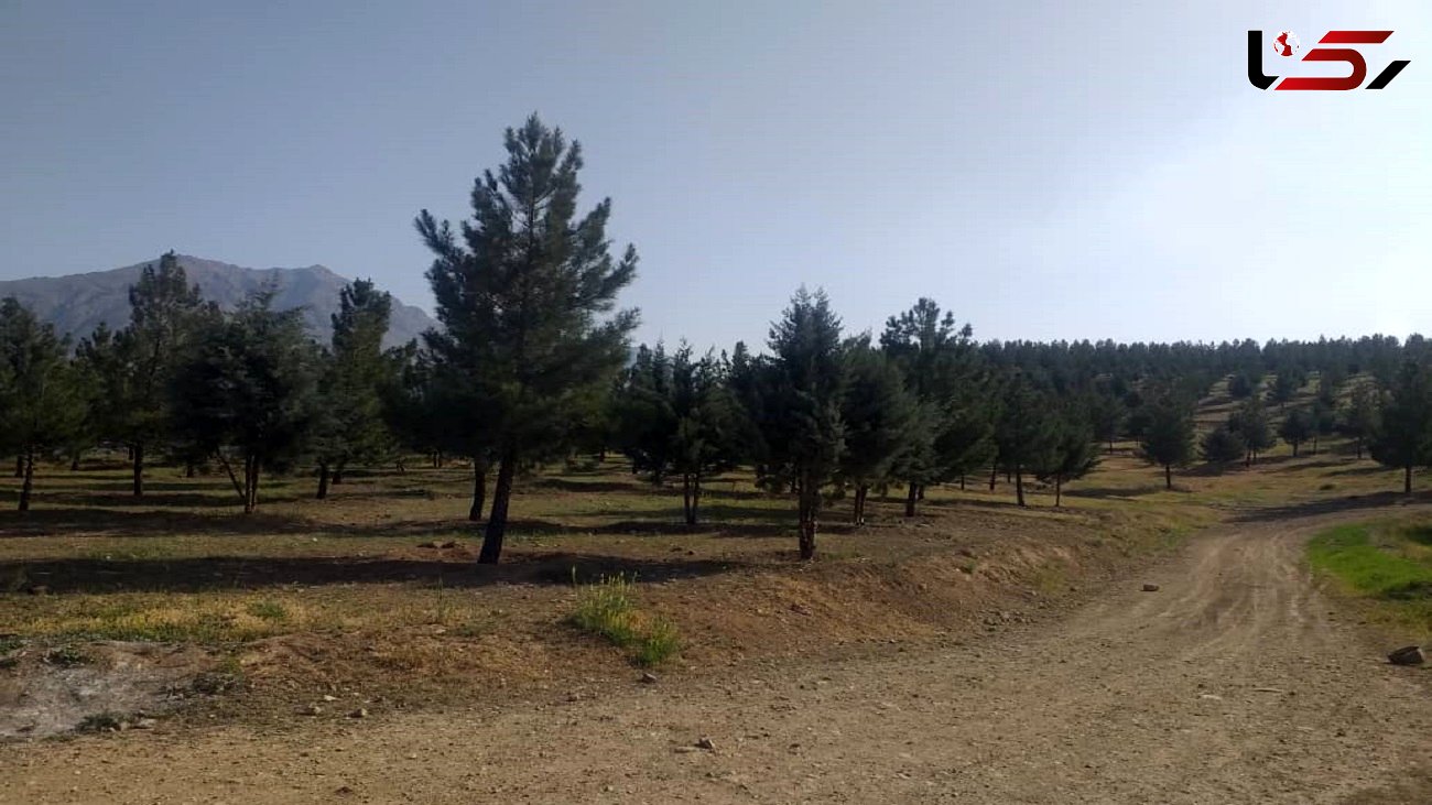 جلوگیری از نابودی 650 درخت توسط منابع طبیعی تهران / بیانی: شهرداری جانمایی جدیدی برای ایستگاه متروی پردیس انجام دهد