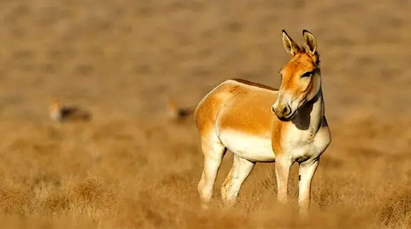 جنجال یک گورخر در یزد + جزئیات