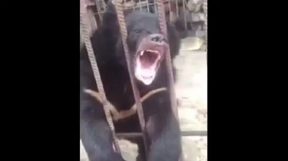 شلیک تیرخلاص به سر خرس داخل قفس! + فیلم تکاندهنده