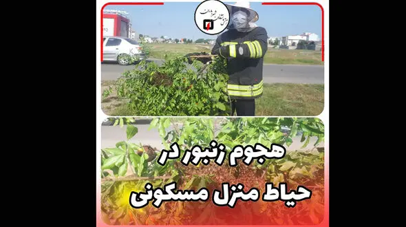 وحشت خانواده رشتی از هجوم زنبورها! / آتش نشانی وارد عمل شد!