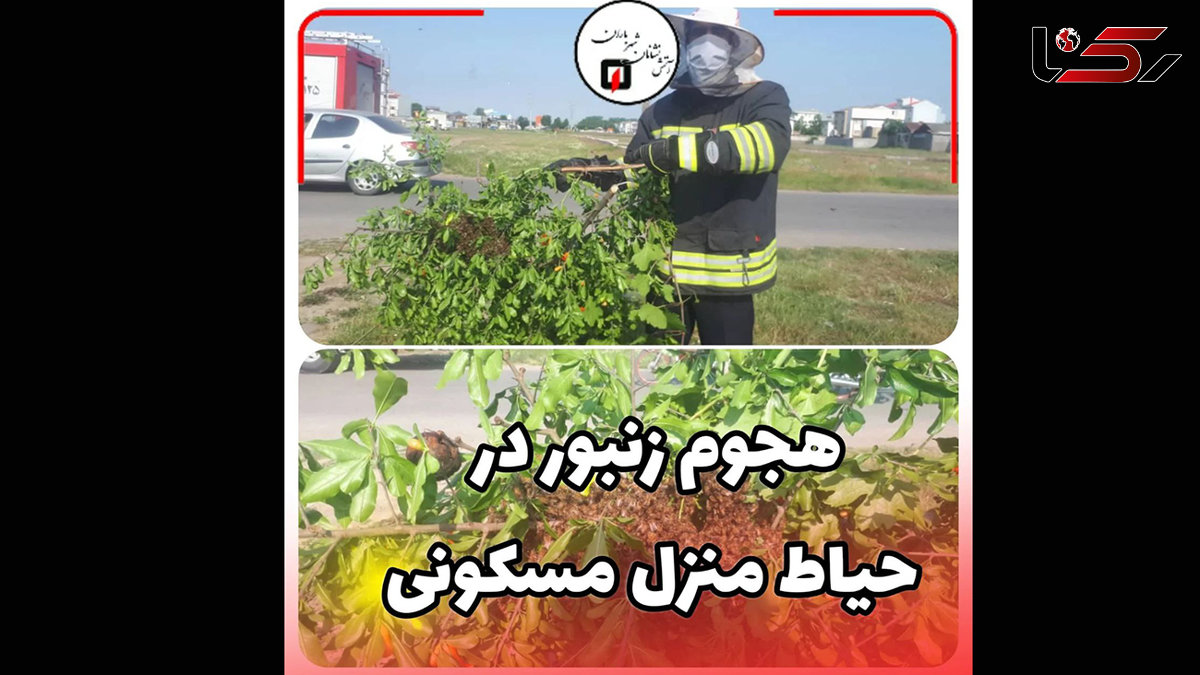 وحشت خانواده رشتی از هجوم زنبورها! / آتش نشانی وارد عمل شد!