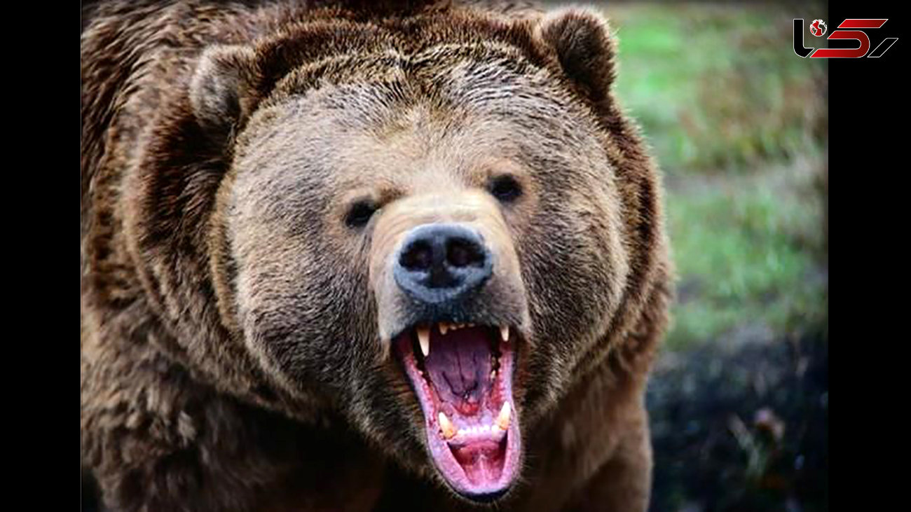 حمله خرس به یک مرد در شهرستان اردل !

