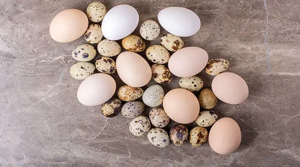 مراحل شگفت‌انگیز رشد جوجه از تخم تا پرگرفتن + فیلم