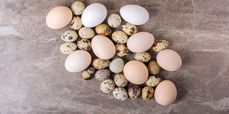 مراحل شگفت‌انگیز رشد جوجه از تخم تا پرگرفتن