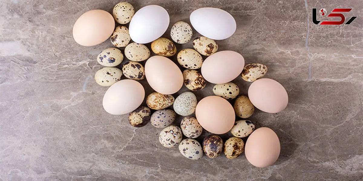 مراحل شگفت‌انگیز رشد جوجه از تخم تا پرگرفتن + فیلم