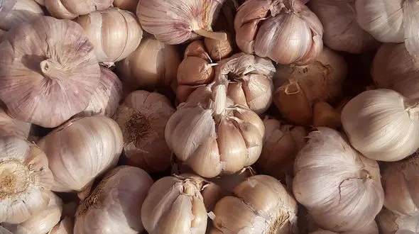 عوارض و فواید مصرف سیر