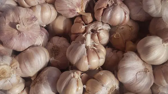 عوارض و فواید مصرف سیر