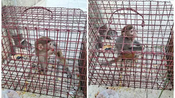 میمون سرگردان در تهران زنده‌گیری شد + عکس