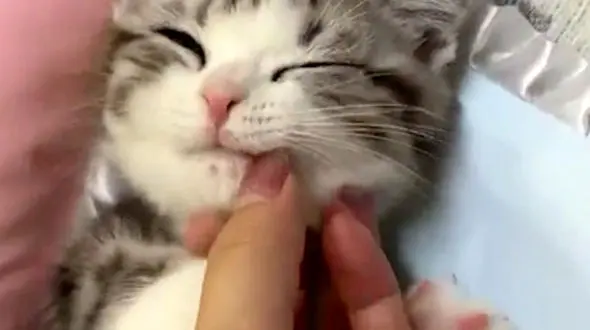 از بچه گربه خانگی تا مبارزه میمون ها