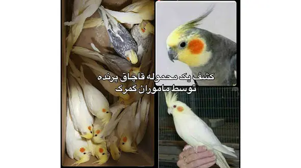 قاچاق عروس های هندی از ارمنستان به ایران لو رفت +عکس 