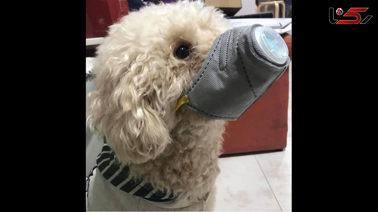 سگ مجهز به ماسک برای مقابله با کرونا + عکس