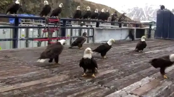 فیلم تجمع عقاب های کله سفید روی قایق ماهیگیری