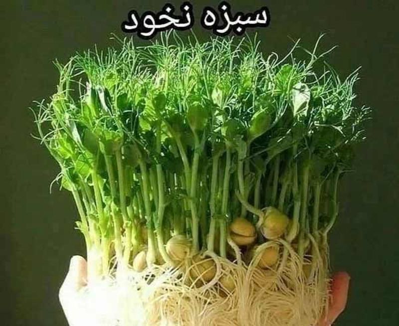 سبزه نخود