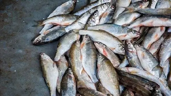 دستگیری 2 متهم جوان در آستارا و کشف 8 تن ماهیی غیر بهداشتی