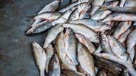 دستگیری 2 متهم جوان در آستارا و کشف 8 تن ماهیی غیر بهداشتی