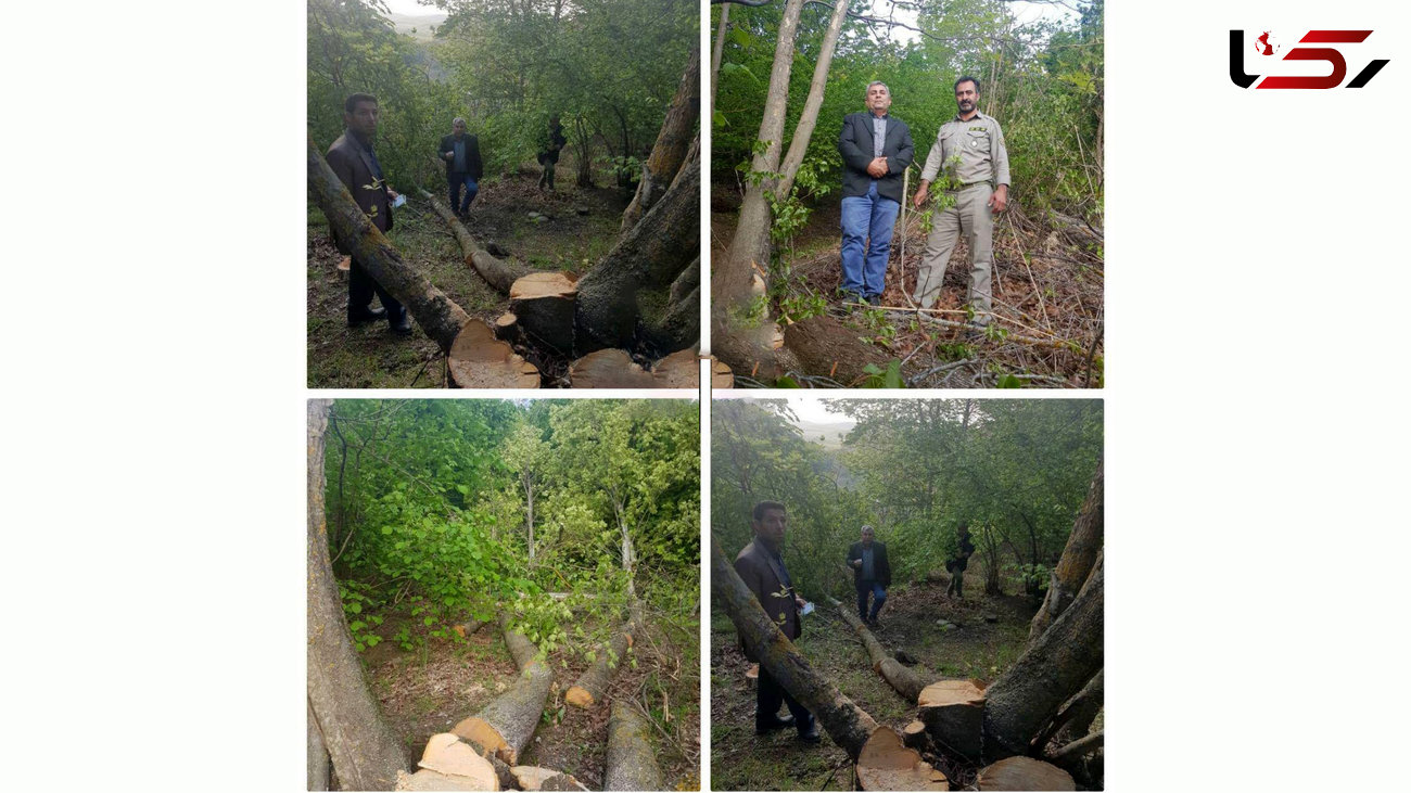 دستگیری متخلفین قطع درختان
