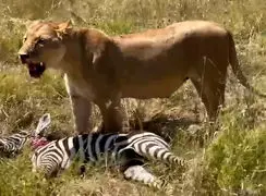 فیلم شکار گورخر توسط شیر