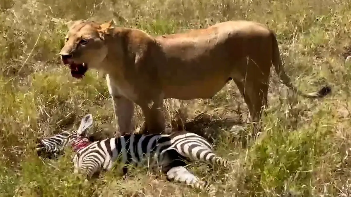 فیلم شکار گورخر توسط شیر