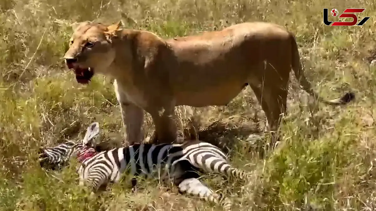 فیلم شکار گورخر توسط شیر